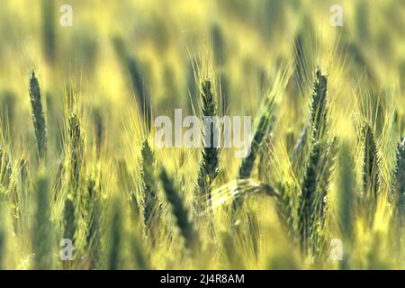 Weizen auf dem Feld - Nahaufnahme Stockfoto