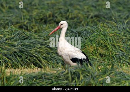 Weißstorch in einem frisch gepflügten Weizenfeld Stockfoto