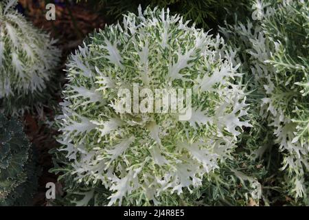 Blumen in der Nationalen Gedenkstätte für Frieden und Gerechtigkeit Stockfoto