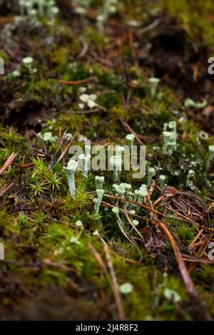 Winziger grüner Pixie Cup Lichen, ein Pilz, der an einem nassen Herbsttag auf dem Boden des Pfälzer Waldes wächst. Stockfoto