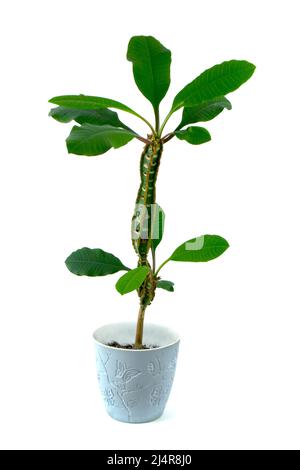 Auf weißem Grund isolierte Hauspflanze der Eforbia leuconeura Stockfoto