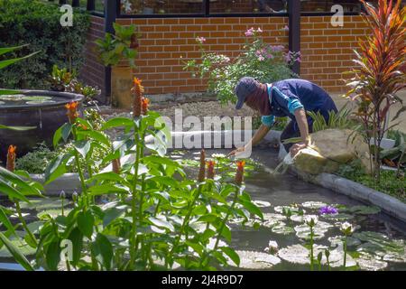 Asian Mann tragen Kappe Reinigung Gartenteich von grünen Algen. Männlicher Hausmeister, der den Gartenteich vor der Regenzeit überprüft und intakt hält. Gärtner Arbeit Stockfoto