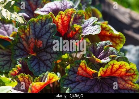 Heuchera grünes Gewürz, immergrün, britischer Garten Stockfoto