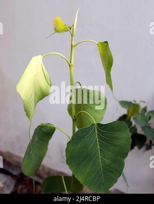 Pipal Tree (Ficus religiosa) Pflanzenblatt. Mit unscharfem Hintergrund Stockfoto