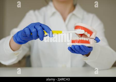 Nahaufnahme einer Zahnärztin mit blauen Handschuhen, die auf einem Kiefermodell zeigt, wie man Zähne mit einer Zahnbürste reinigt. Stockfoto