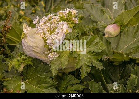 Schöne, aber giftige Wildblume, die aus ihrer Hülse an den Hängen des Kaukasus-Gebirges hervortritt - Heracleum mantegazzianum oder Riesenkraut der Karottenfamilie Stockfoto