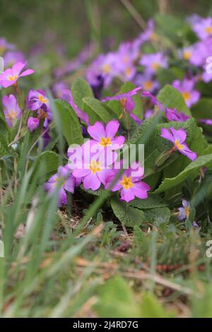 Violette Primueln. Plantae. Primula vulgaris. Primula acaulis Stockfoto