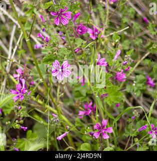 Lila violette Blüten blühen im Frühling. Grünes Gras und lila Blume in natürlicher Umgebung mit selektivem Fokus Stockfoto