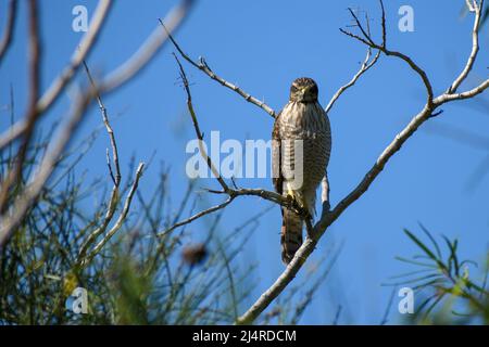 Mittelmässiger Straßenfalke (Rupornis magnirostris), der in einem Busch steht Stockfoto