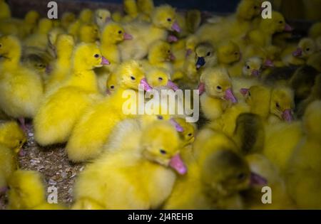 Kleine gelbe Gänse auf einer Vogelfarm. Süße flauschige Gänseküken. Nutztiere. Stockfoto