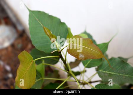 Blatt des heiligen Feigenbaums (Ficus religiosa). Mit unscharfem Hintergrund Stockfoto