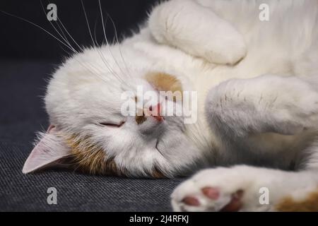 Porträt eines netten Haustieres. Eine Katze, die in einem warmen Haus liegt. Stockfoto