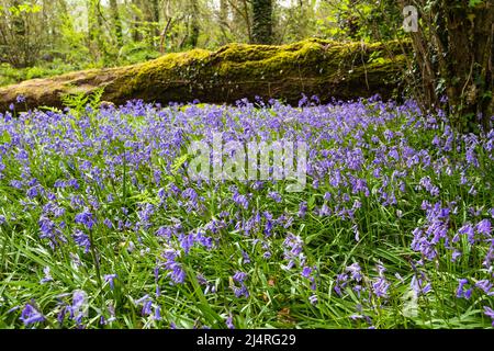 Bluebell-Holz zu Ostern in Südwales Stockfoto