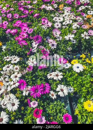 Frühlingsblumenmarkt Frühlingsblumen produzieren bunten Blumenmarkt Stockfoto