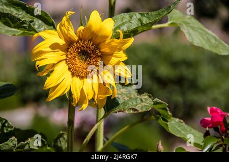 Sonnenblume vor verschwommenem Hintergrund mit einer Biene, die auf die Blume zufliegt. Stockfoto