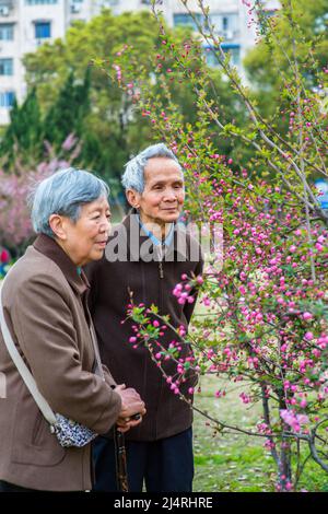 Ältere Frau und Mann betrachten und bewundern Blumen. Ein Seniorenpaar, 80 Jahre alt, genießt es, an einem Frühlingstag rosa Kirschblüten zu beobachten. Stockfoto