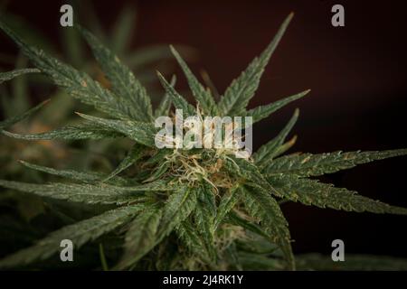 Marihuana Farbe grüne Blüte auf rotem Hintergrund Gelato Cookies Sorte Stockfoto