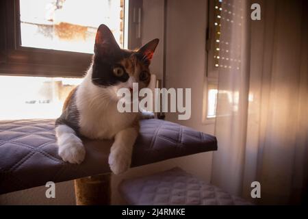 Die Katze legt sich zu Hause vor das Fenster das warme Licht der Sonne dringt von außen in den Raum ein. Stockfoto