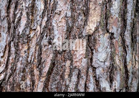 Hintergrund aus alter Holzrinde. Pinus sylvestris, Schottische Kiefer, Baltische Kiefer, Schottische Kiefer. Stockfoto