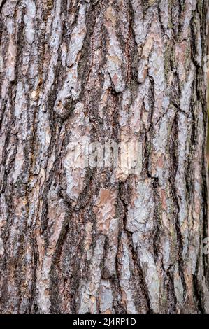 Hintergrund aus alter Holzrinde. Pinus sylvestris, Schottische Kiefer, Baltische Kiefer, Schottische Kiefer. Stockfoto