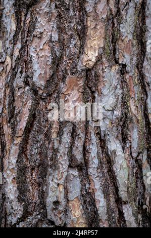 Hintergrund aus alter Holzrinde. Pinus sylvestris, Schottische Kiefer, Baltische Kiefer, Schottische Kiefer. Stockfoto