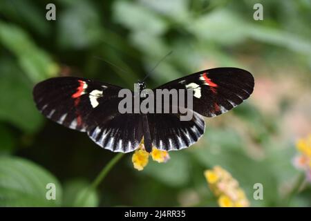 Schmetterling Stockfoto