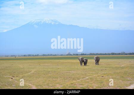 Elefanten vor dem Kilimandscharo Stockfoto