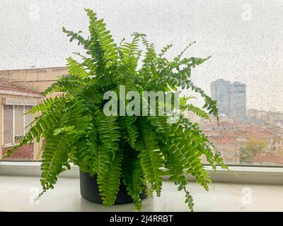 Ephrolepis exaltata, Boston Farn Zimmerpflanze im Topf auf Fensterbank an einem regnerischen Tag. Grüne Pflanze Blätter über regen Tropfen auf Fenster gegen die Stadt mit s Stockfoto