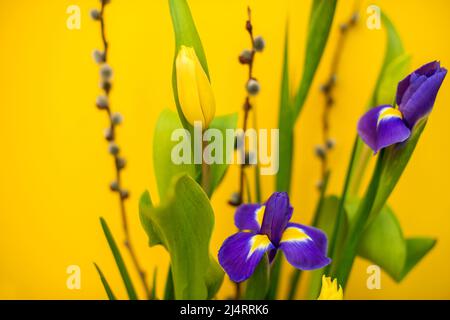 Eleganter Blumenfrühling, Osterkomposition aus Iris, Tulpen, Narzissen und Weidenzweigen auf einem Tisch, der sich bei Tageslicht an einer gelben Wand befindet Stockfoto