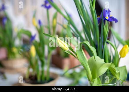 Eleganter Frühling, Osterblumen-Arrangements aus Iris, Tulpen, Narzissen und Weidenzweigen, die sich bei Tageslicht zu Hause auf dem Tisch befinden. Stockfoto