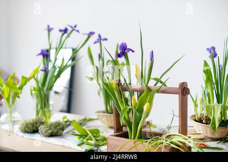 Eleganter Frühling, Osterblumen-Arrangements aus Iris, Tulpen, Narzissen und Weidenzweigen, auf einem Tisch an einer weißen Wand in Stockfoto