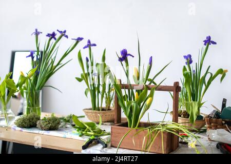 Eleganter Frühling, Osterblumen-Arrangements aus Iris, Tulpen, Narzissen und Weidenzweigen, auf einem Tisch an einer weißen Wand in Stockfoto