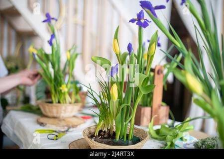 Eleganter Frühling, Osterblumen-Arrangements aus Iris, Tulpen, Narzissen und Weidenzweigen, die sich bei Tageslicht zu Hause auf dem Tisch befinden. Stockfoto