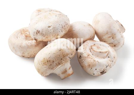Eine Handvoll frischer Champignons, isoliert auf Weiß Stockfoto