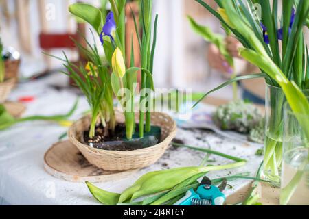 Eleganter Frühling, Osterblumen-Arrangements aus Iris, Tulpen, Narzissen und Weidenzweigen, die sich bei Tageslicht zu Hause auf dem Tisch befinden. Stockfoto