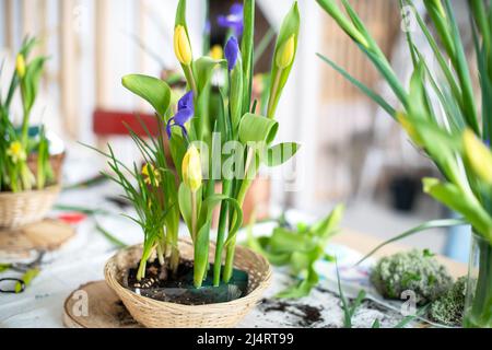 Eleganter Frühling, Osterblumen-Arrangements aus Iris, Tulpen, Narzissen und Weidenzweigen, die sich bei Tageslicht zu Hause auf dem Tisch befinden. Stockfoto