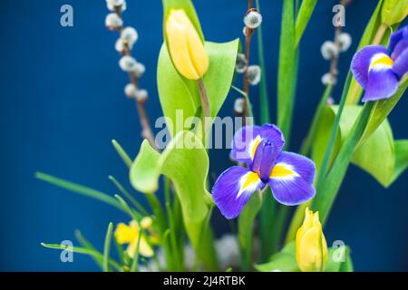 Ein eleganter Blumenfrühling, eine Komposition aus Iris, Tulpen, Narzissen und Weidenzweigen auf einem Tisch, der sich bei Tageslicht an einer blauen Wand befindet Stockfoto