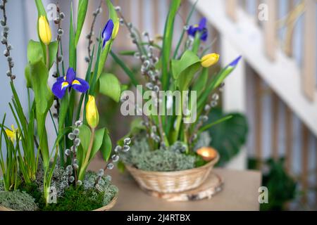 Eleganter Frühling, Osterblumen-Arrangements aus Iris, Tulpen, Narzissen und Weidenzweigen, die sich bei Tageslicht zu Hause auf dem Tisch befinden. Stockfoto