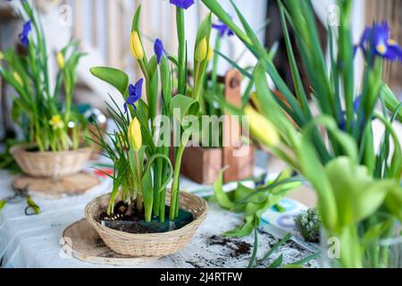 Eleganter Frühling, Osterblumen-Arrangements aus Iris, Tulpen, Narzissen und Weidenzweigen, die sich bei Tageslicht zu Hause auf dem Tisch befinden. Stockfoto