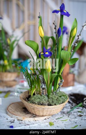 Eleganter Frühling, Osterblumen-Arrangements aus Iris, Tulpen, Narzissen und Weidenzweigen, die sich bei Tageslicht zu Hause auf dem Tisch befinden. Stockfoto