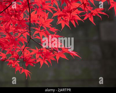 Japanischer Ahorn mit Herbstlaub im Pittock Mansion in Portland, Oregon. Fotografiert mit geringer Schärfentiefe. Stockfoto