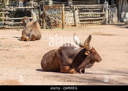 Ankole-Watusi mit sehr großen Hörnern, moderne amerikanische Rasse von Hausrindern. Es stammt aus der Ankole-Gruppe von Sanga-Rinderrassen aus dem Osten Stockfoto