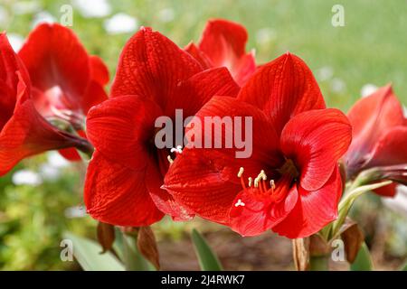 Rote Amaryllis Blüten, Nahaufnahme, Trompetenform, groß, Garten, Natur, bunt, Hippeastrum, Florida, Frühling Stockfoto