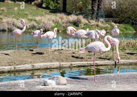 Gruppe von größeren Flamingos in der Nähe eines Teiches oder einer Lagune, Phoenicopterus roseus, weit verbreitete und größte Arten der Flamingofamilie in Afrika, Indien Stockfoto