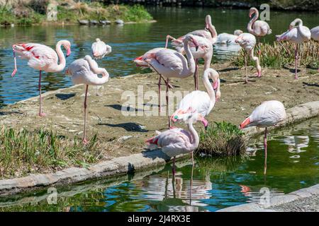 Gruppe von größeren Flamingos in der Nähe eines Teiches oder einer Lagune, Phoenicopterus roseus, weit verbreitete und größte Arten der Flamingofamilie in Afrika, Indien Stockfoto