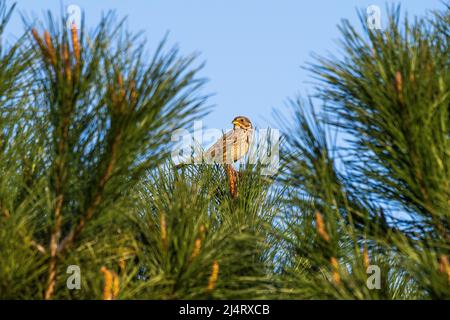 Ein Maiskolben (Emberiza calandra) auf der Spitze einer Kiefer während eines Frühlingstages. Stockfoto