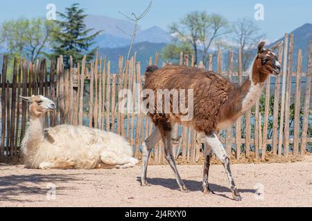 Lama, domestizierte südamerikanische Kamelide, die seit der präkolumbianischen Ära in einem Bauernhof von den Andenkulturen als Fleisch- und Packtier weit verbreitet ist Stockfoto