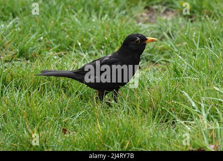 Die gewöhnliche Amsel, die eurasische Amsel oder Turdus merula ist eine Art echter Drossel. Dieser suchte nach Würmern im Gras. Stockfoto