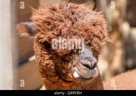 Schöne rote Alpaka oder Lama pacos ist eine Art südamerikanischer Kamelidsäuger, Nahaufnahme eines Alpaka-Gesichts, in einer Farm Stockfoto