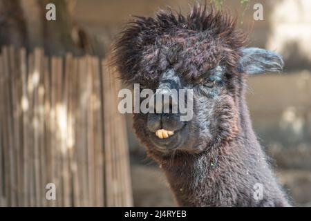 Schöne schwarze Alpaka oder Lama Pacos ist eine Art südamerikanischer Kameliden, die in der Nähe eines Alpaka-Gesichts auf einer Farm leben Stockfoto